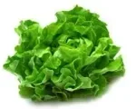 Romaine Lettuce