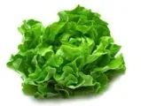 Romaine Lettuce